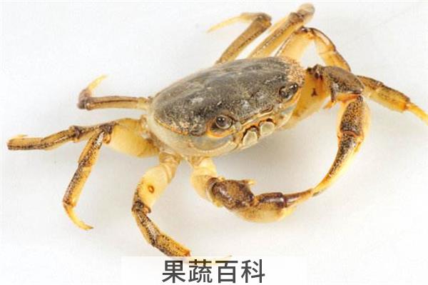 螃蟹吃什么食物好养活