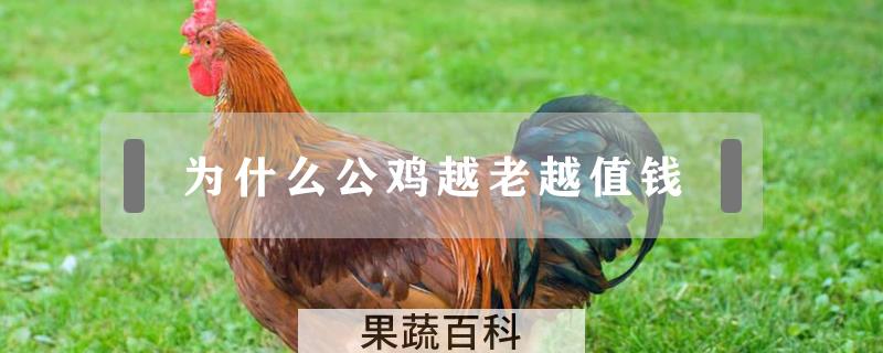 为什么公鸡越老越值钱
