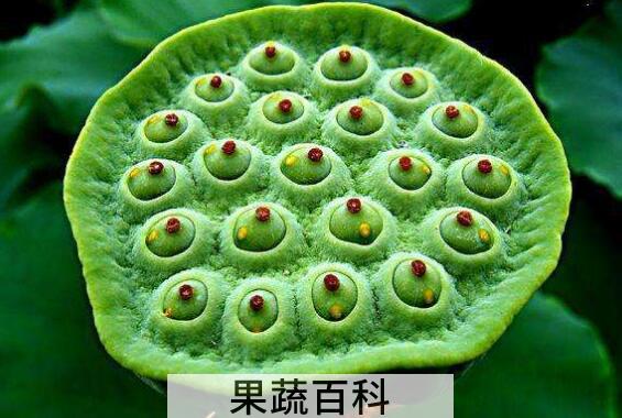 莲蓬菜怎么做好吃 莲蓬菜的家常做法教程