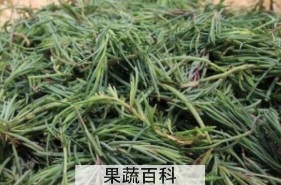 碱蓬菜怎样长期保存