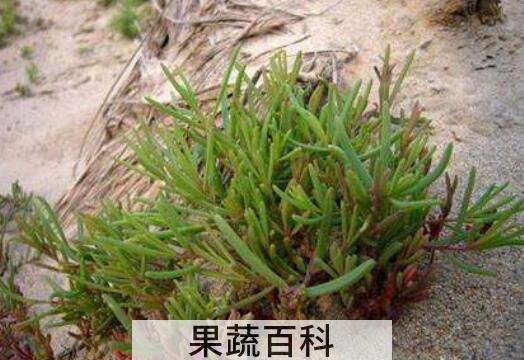 碱蓬菜怎样长期保存