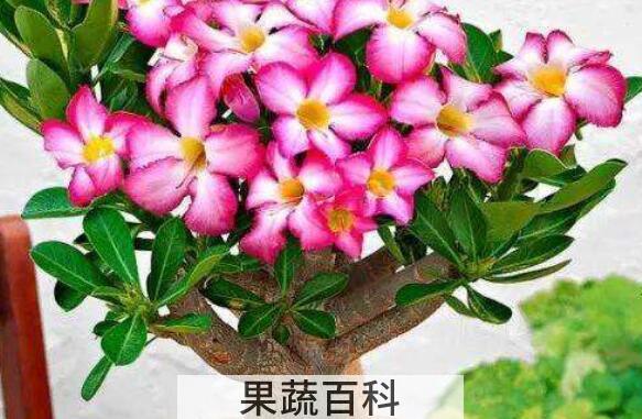 沙漠玫瑰的养殖方法 