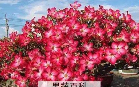 沙漠玫瑰怎么养活 沙漠玫瑰如何憋根