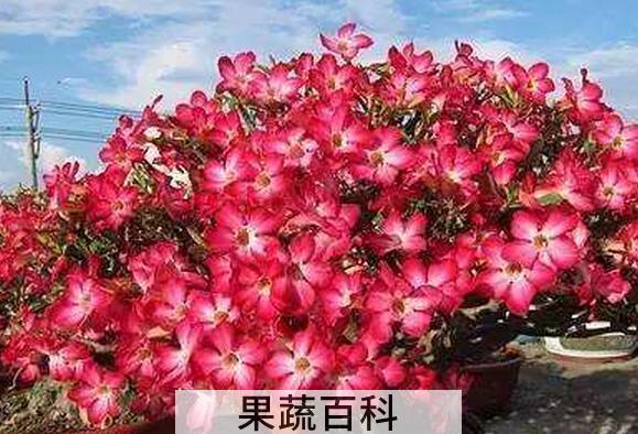 沙漠玫瑰怎么养活 沙漠玫瑰如何憋根