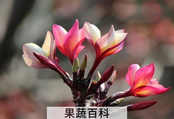 沙漠玫瑰怎么养活 沙漠玫瑰如何憋根