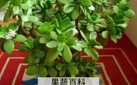 玉树的药用功效与作用 玉树有什么药用价值