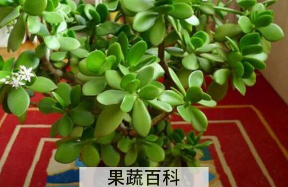 玉树的药用功效与作用 玉树有什么药用价值