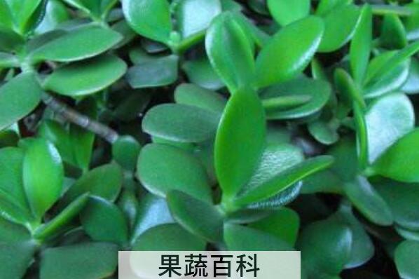 玉树的药用功效与作用 玉树有什么药用价值
