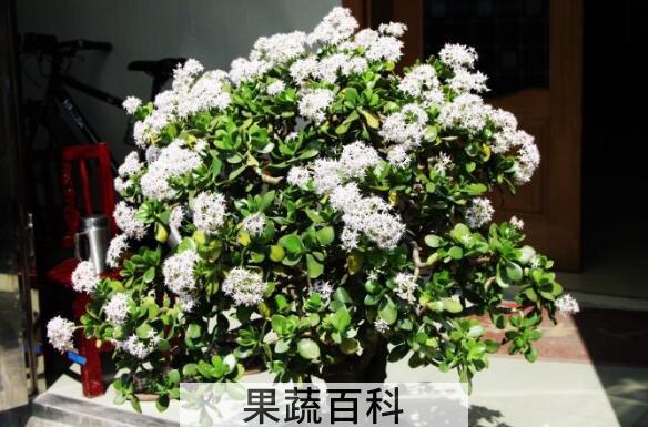玉树花的功效与作用