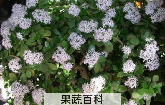 玉树花的功效与作用