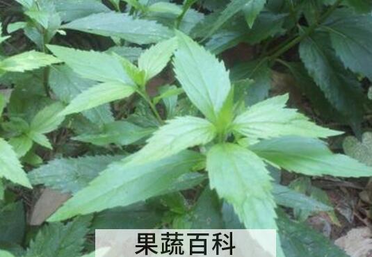 苦叶菜怎ô炒好吃 苦叶菜的正确吃法