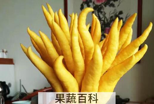 佛手柑怎么泡酒 佛手柑泡酒的功效