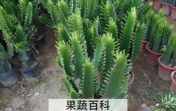 龙骨树的功效与作用