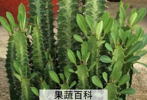 龙骨树的功效与作用