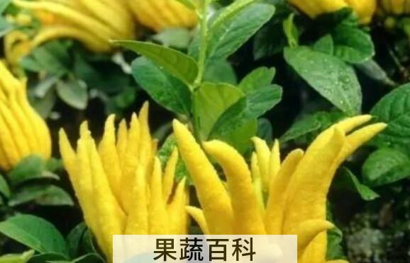 佛手花的家庭养殖方法 佛手花的禁忌
