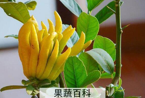 佛手花的功效与作用及禁忌