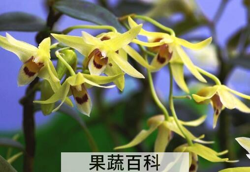 石斛花与什么一起泡水比较好