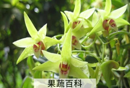 石斛花与什么一起泡水比较好