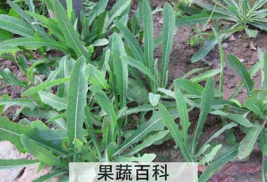 苦叶菜的功效与作用 苦叶菜的副作用