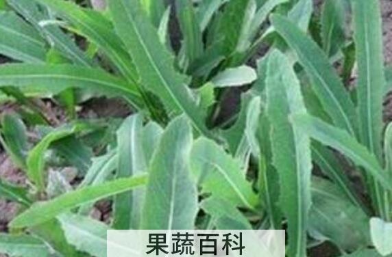 苦叶菜的功效与作用 苦叶菜的副作用