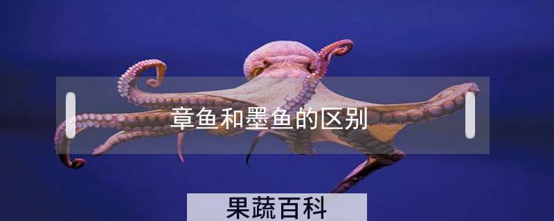 章鱼和墨鱼的区别