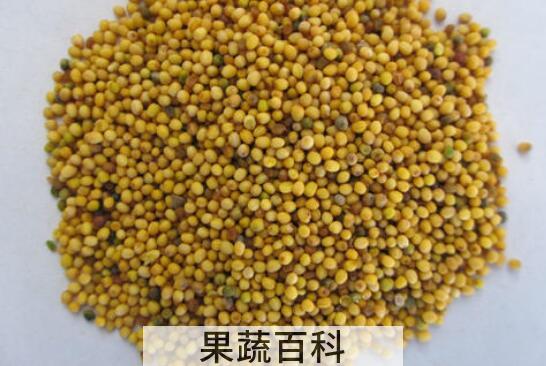 芥末籽怎么使用 芥末籽使用方法技巧教程