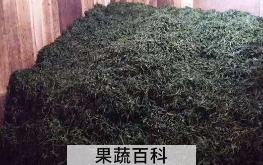 什么是渥堆 渥堆的正确方法