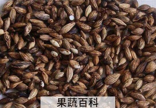 桂花种子怎么保存