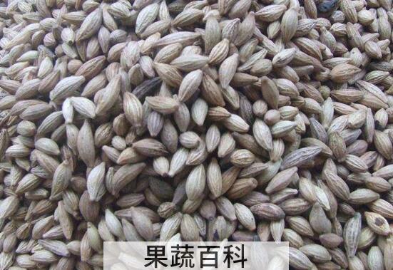 桂花种子怎么保存