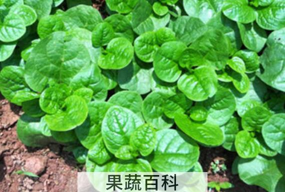 木耳菜的种植方法和时间
