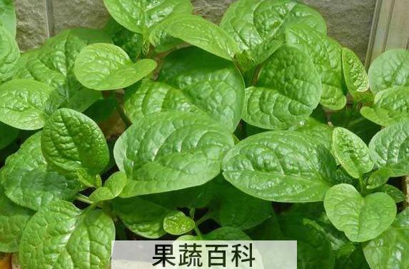 木耳菜的种植方法和时间