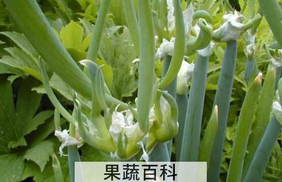 龙爪葱的功效与作用
