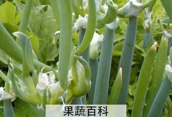 龙爪葱的功效与作用