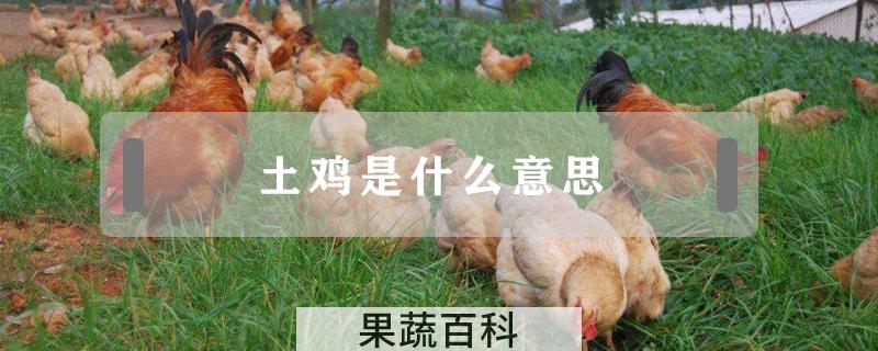 土鸡是什么意思