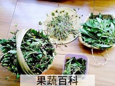  蒲公英茶哪些人不宜喝 长期喝蒲公英茶副作用