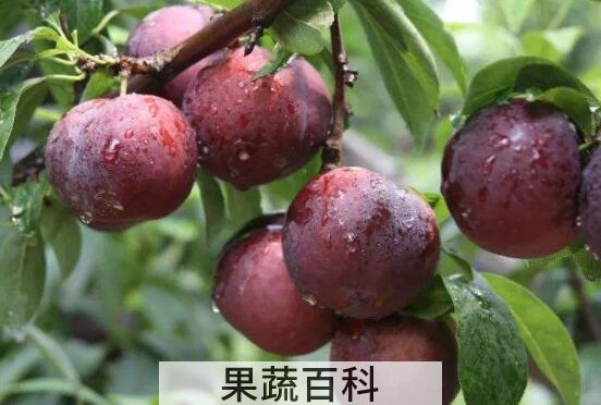柰子和李子的区别 吃柰子的好处