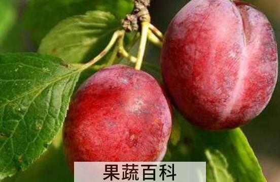 柰子和李子的区别 吃柰子的好处