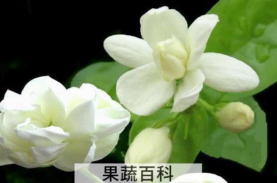 新鲜茉莉花怎么保存