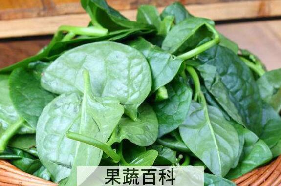 怎样采摘木耳菜 木耳菜采摘方法