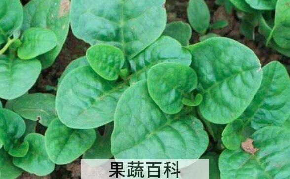 怎样采摘木耳菜 木耳菜采摘方法