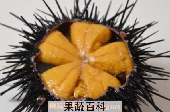 新鲜的海胆怎么处理 海胆怎么处理无毒