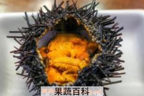 海胆怎么吃有营养价值 海胆不能和什么一起吃