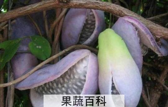 八月瓜的功效与作用 八月瓜怎么吃