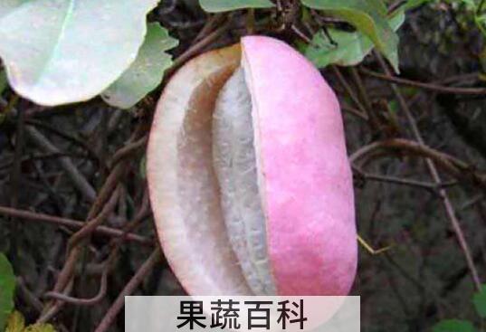 八月瓜泡水喝什么功效