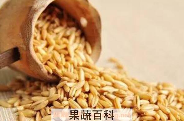 裸燕麦怎么吃 裸燕麦的食用方法