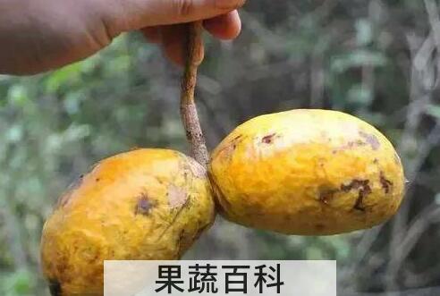 九月瓜和八月瓜的区别
