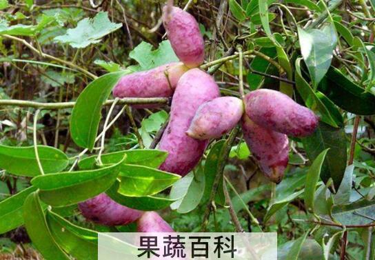 九月瓜和八月瓜的区别