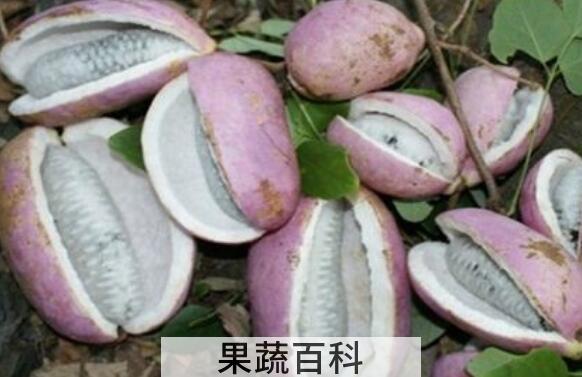 八月炸果的功效与作用