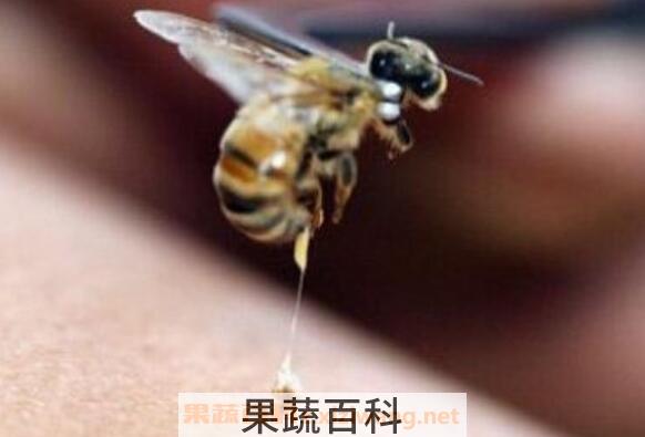 蜜蜂蛰了怎么办 被蜜蜂蛰了的简单处理方法