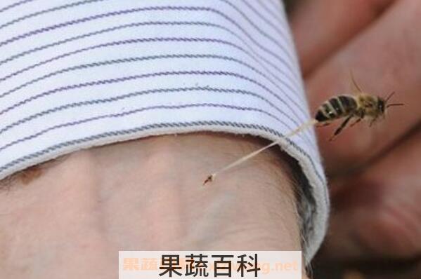 蜜蜂蛰了怎么办 被蜜蜂蛰了的简单处理方法